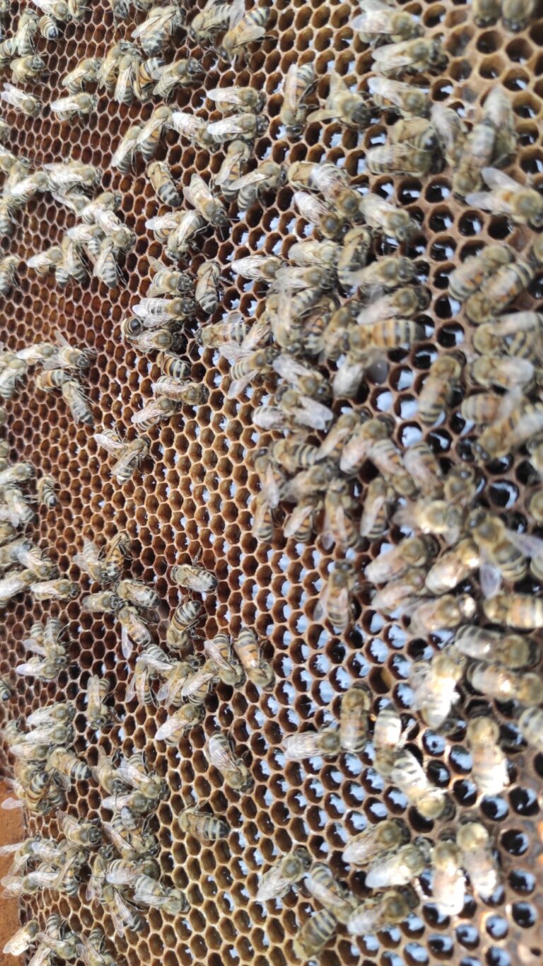 Signs That Main Honey Flow Started