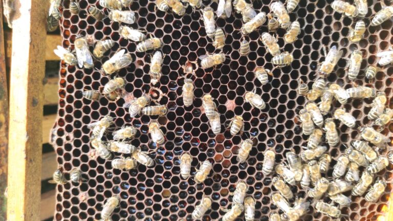 Sacbrood Disease in Honeybees: A Comprehensive Guide for Beekeepers