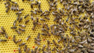 Resetting the Hive: How the Shook Swarm Method Helps Fight Bee Viruses, Pathogens and parasites