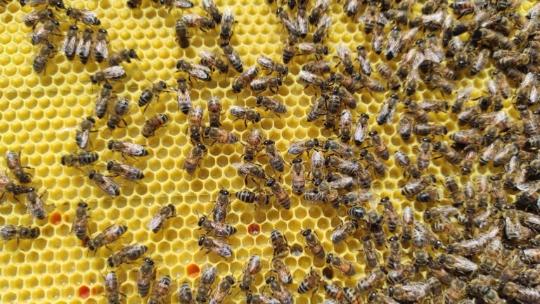 Resetting the Hive: How the Shook Swarm Method Helps Fight Bee Viruses, Pathogens and parasites