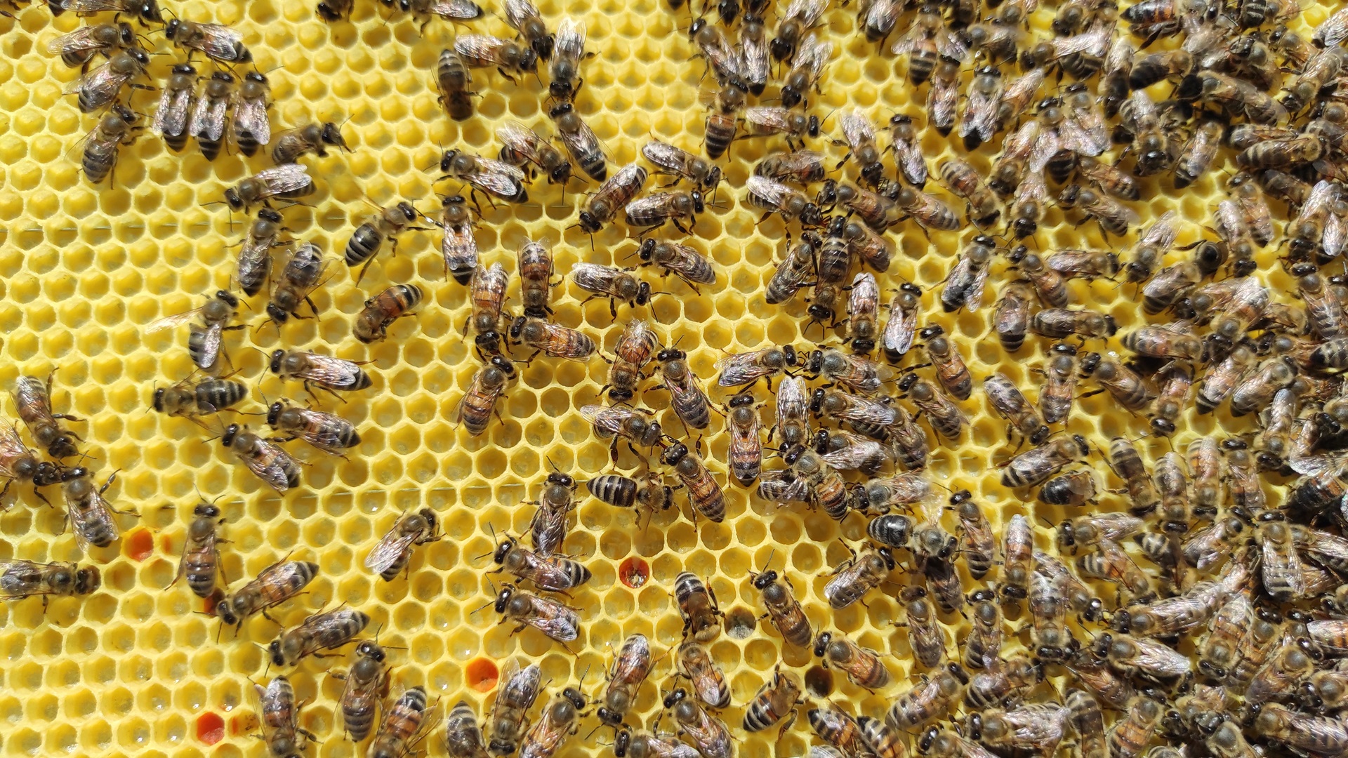 Resetting the Hive: How the Shook Swarm Method Helps Fight Bee Viruses, Pathogens and parasites